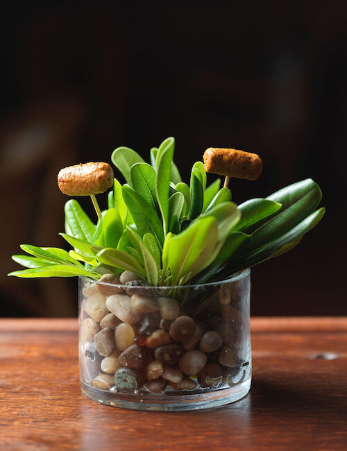 A small plant with broad leaves and two mushroom decorations in a glass container filled with pebbles sits on a wooden surface.