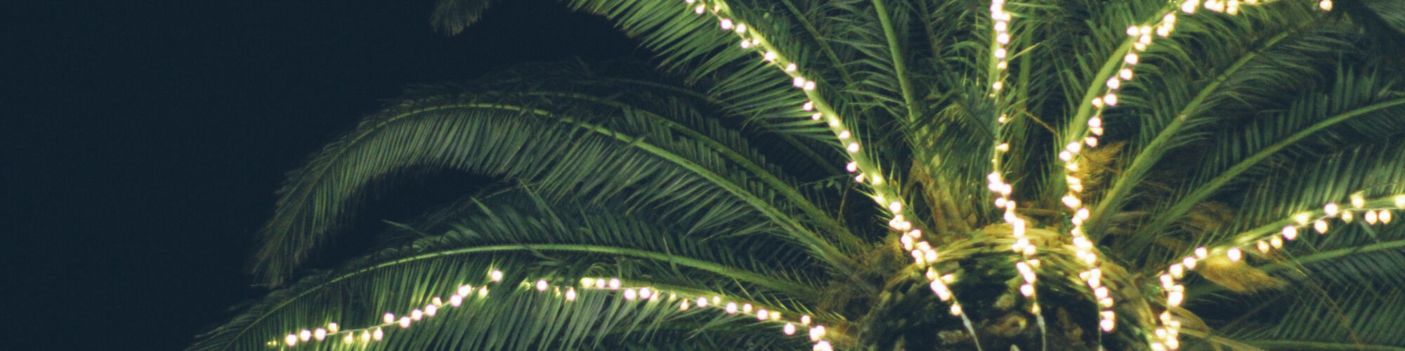 A palm tree decorated with white string lights glowing against a dark night sky.