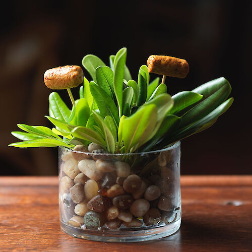A small glass pot with green succulent plants and mushrooms, set on smooth pebbles on a wooden surface.